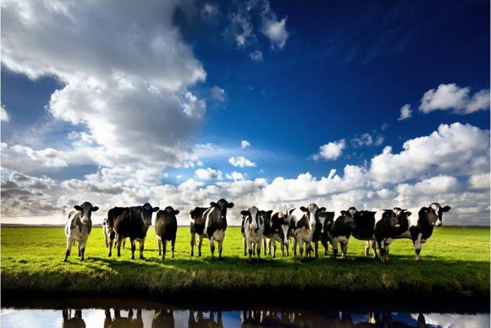 荷仕兰(中国)乳业有限公司2016最新招聘信息_