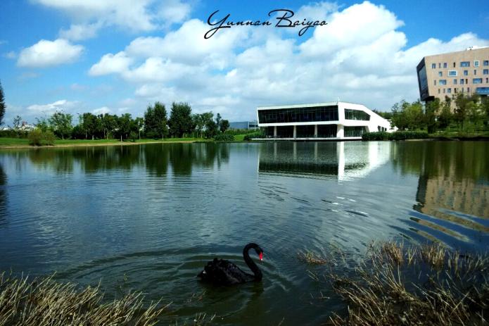 云南白药集团健康品事业部2016最新招聘信息